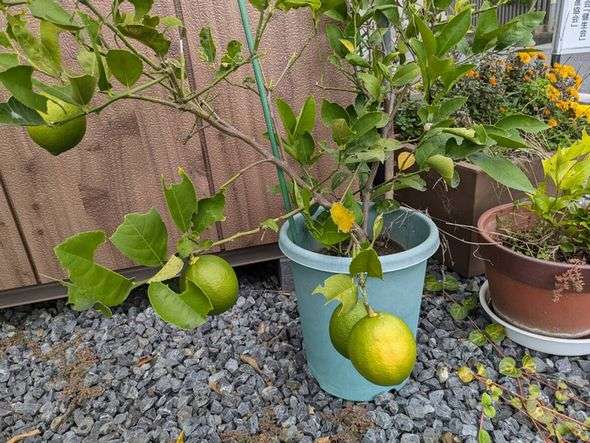 鉢植えレモンが色付き？？